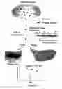 Fig. 02 - Integrated high throughput system for the analysis of biomolecules