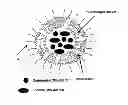 Fig. 01 - Compositions and methods for multimodal imaging