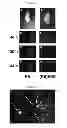 Fig. 06 - Multifunctional infrared-emitting composites