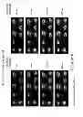 Fig. 157 - IMAGING PROTOCOLS