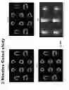 Fig. 158 - IMAGING PROTOCOLS