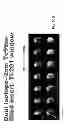 Fig. 160 - IMAGING PROTOCOLS