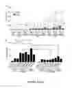 Fig. 13 - HUMAN INDUCED NEURONAL CELLS