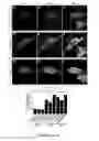 Fig. 14 - HUMAN INDUCED NEURONAL CELLS