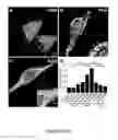 Fig. 16 - HUMAN INDUCED NEURONAL CELLS