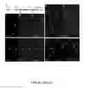 Fig. 35 - HUMAN INDUCED NEURONAL CELLS