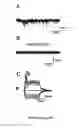 Fig. 40 - HUMAN INDUCED NEURONAL CELLS