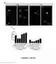 Fig. 48 - HUMAN INDUCED NEURONAL CELLS