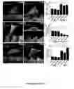Fig. 50 - HUMAN INDUCED NEURONAL CELLS