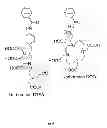 Fig. 10 - ENZYME DIRECTED ASSEMBLY OF PARTICLE THERANOSTICS