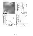 Fig. 14 - ENZYME DIRECTED ASSEMBLY OF PARTICLE THERANOSTICS