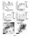 Fig. 16 - ENZYME DIRECTED ASSEMBLY OF PARTICLE THERANOSTICS