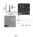 Fig. 28 - ENZYME DIRECTED ASSEMBLY OF PARTICLE THERANOSTICS