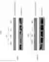 Fig. 10 - Compositions comprising citrate and applications thereof