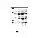 Fig. 02 - Derivatives of recombinant proteins, homo-multimers of granulocyte colony-stimulating factor and method of preparation thereof