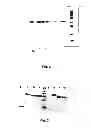 Fig. 03 - Derivatives of recombinant proteins, homo-multimers of granulocyte colony-stimulating factor and method of preparation thereof