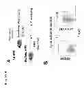 Fig. 07 - Method to screen for an activator of adipose-resident NK cells