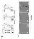 Fig. 08 - Method to screen for an activator of adipose-resident NK cells