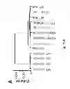 Fig. 26 - Method to screen for an activator of adipose-resident NK cells