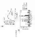 Fig. 30 - Method to screen for an activator of adipose-resident NK cells