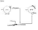 Fig. 03 - Methods for establishing and improving the survival of a population of pancreatic progenitor or stem cells