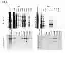 Fig. 04 - Methods for establishing and improving the survival of a population of pancreatic progenitor or stem cells