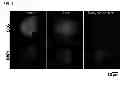 Fig. 08 - Methods for establishing and improving the survival of a population of pancreatic progenitor or stem cells