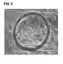 Fig. 09 - Methods for establishing and improving the survival of a population of pancreatic progenitor or stem cells