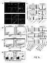 Fig. 10 - Methods for establishing and improving the survival of a population of pancreatic progenitor or stem cells