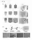 Fig. 15 - Methods for establishing and improving the survival of a population of pancreatic progenitor or stem cells