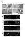Fig. 18 - Methods for establishing and improving the survival of a population of pancreatic progenitor or stem cells