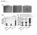 Fig. 22 - Methods for establishing and improving the survival of a population of pancreatic progenitor or stem cells