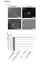 Fig. 26 - Methods for establishing and improving the survival of a population of pancreatic progenitor or stem cells