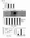Fig. 30 - Methods for establishing and improving the survival of a population of pancreatic progenitor or stem cells