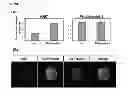 Fig. 31 - Methods for establishing and improving the survival of a population of pancreatic progenitor or stem cells