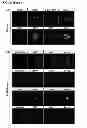 Fig. 34 - Methods for establishing and improving the survival of a population of pancreatic progenitor or stem cells