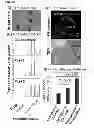Fig. 36 - Methods for establishing and improving the survival of a population of pancreatic progenitor or stem cells
