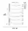 Fig. 36 - Combined chemical modification of sphingosine-1-phosphate (S1P) and CXCR4 signalling pathways for hematopoietic stem cell (HSC) mobilization and engraftment
