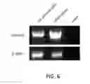 Fig. 07 - GHRH agonists for islet cell transplantation and function and the treatment of diabetes