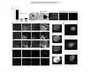 Fig. 05 - Technologies, methods, and products of small molecule directed tissue and organ regeneration from human pluripotent stem cells