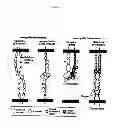 Fig. 02 - Methods of reducing extravasation of inflammatory cells