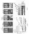 Fig. 07 - Polymalic acid-based nanobiopolymer compositions