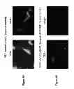 Fig. 09 - Polymalic acid-based nanobiopolymer compositions
