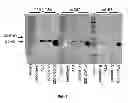Fig. 07 - Pertussis antibodies and uses thereof