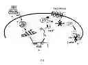 Fig. 13 - Pertussis antibodies and uses thereof