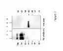 Fig. 08 - Multimeric constructs
