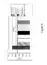 Fig. 10 - Multimeric constructs