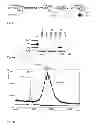 Fig. 04 - Oligosaccharides and oligosaccharide-protein conjugates derived from polysaccharide PS-I, methods of synthesis and uses thereof, in particular as vaccines and diagnostic tools