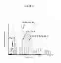 Fig. 03 - Membrane transporter NaPi2b (SCL34A2) epitope antibodies