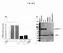 Fig. 05 - Membrane transporter NaPi2b (SCL34A2) epitope antibodies